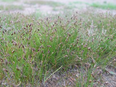 Eleocharis acicularis, photographed by art_leostrin