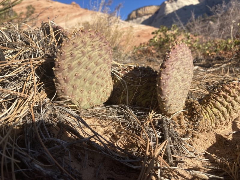 Opuntia aurea, photographed by Caleb Catto