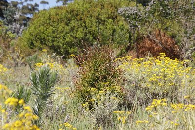 Hakea salicifolia, photographed by Tony Rebelo