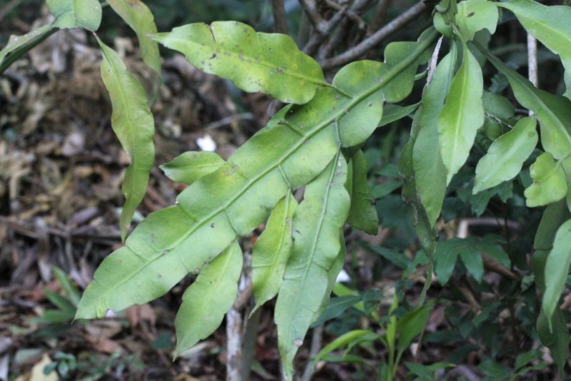 Epiphyllum oxypetalum, photographed by Agnes Trekker