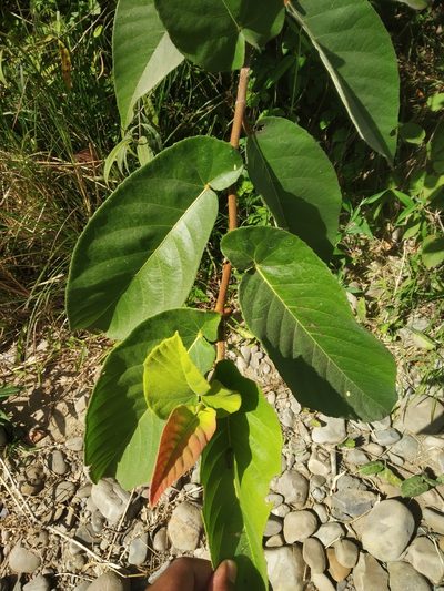 Ficus semicordata, photographed by S.MORE