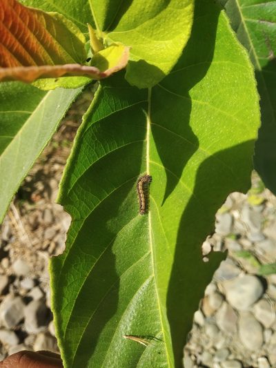 Ficus semicordata, photographed by S.MORE