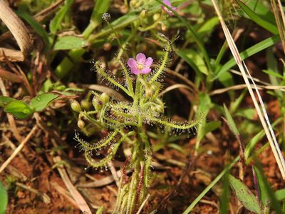 Drosera indica, photographed by Hopeland