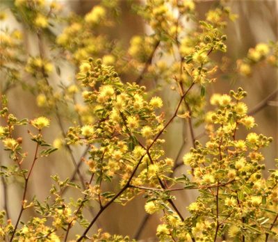 Mimosa bonplandii, photographed by Andrea Gantzer