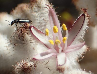 Lanaria lanata, photographed by Nicola van Berkel