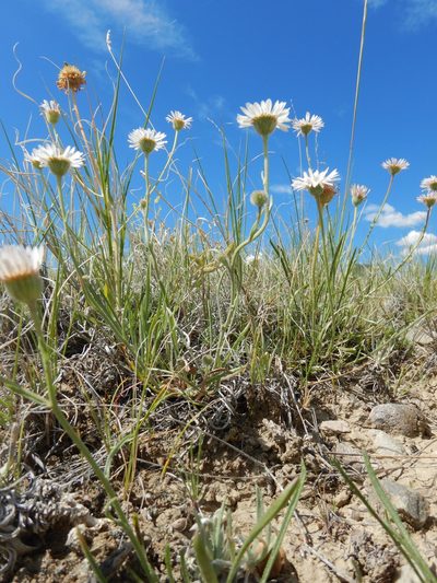 Erigeron ochroleucus, photographed by Matt Lavin