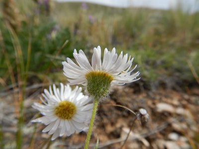 Erigeron ochroleucus, photographed by Matt Lavin