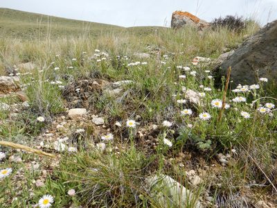 Erigeron caespitosus, photographed by Matt Lavin