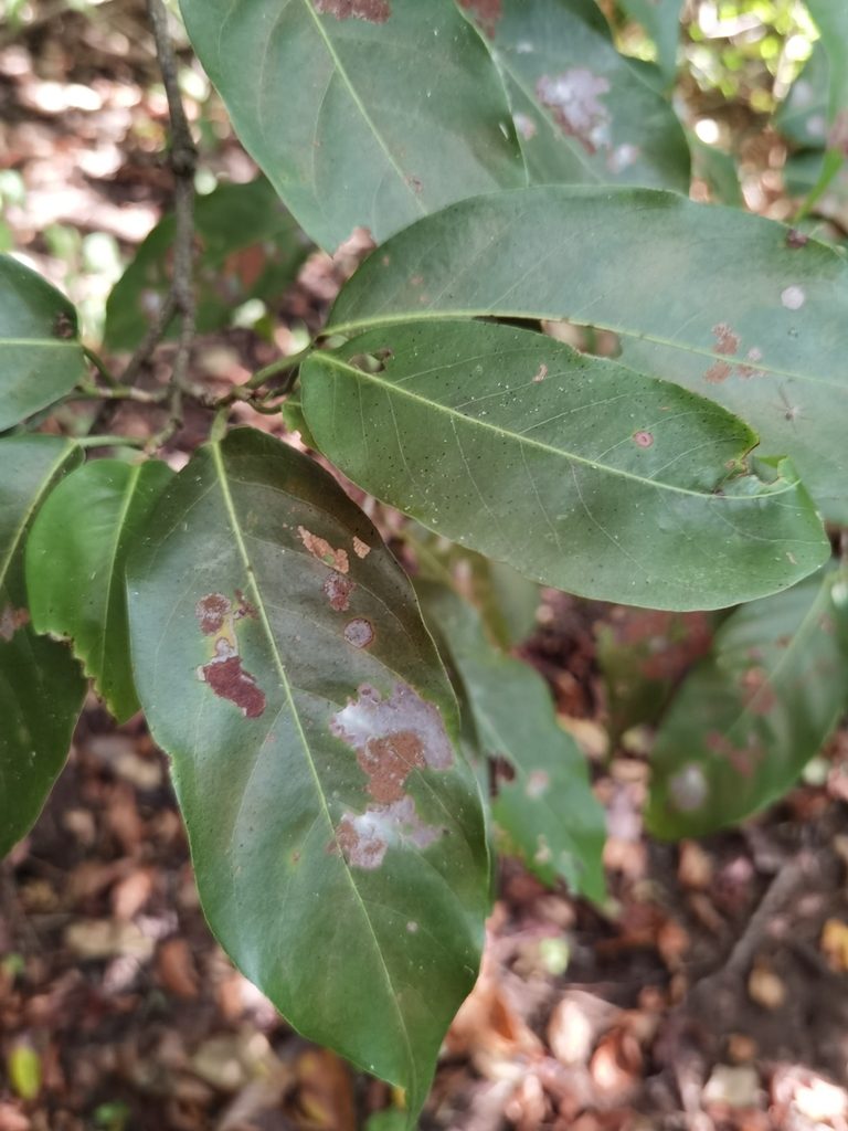 Coccoloba guanacastensis, photographed by Eduardo Chacón Madrigal