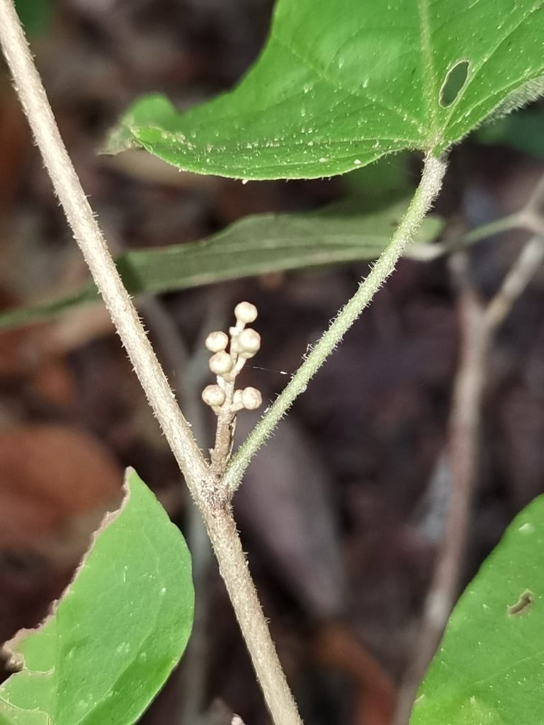 Croton watsonii, photographed by Eduardo Chacón Madrigal
