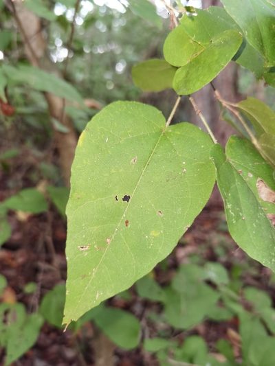 Croton watsonii, photographed by Eduardo Chacón Madrigal