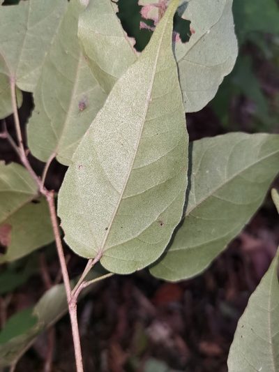 Croton watsonii, photographed by Eduardo Chacón Madrigal