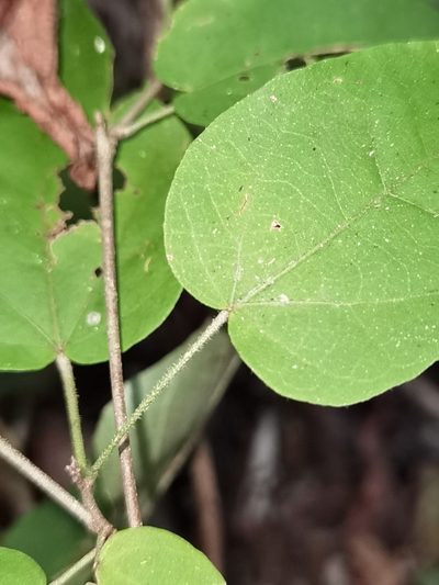 Croton watsonii, photographed by Eduardo Chacón Madrigal