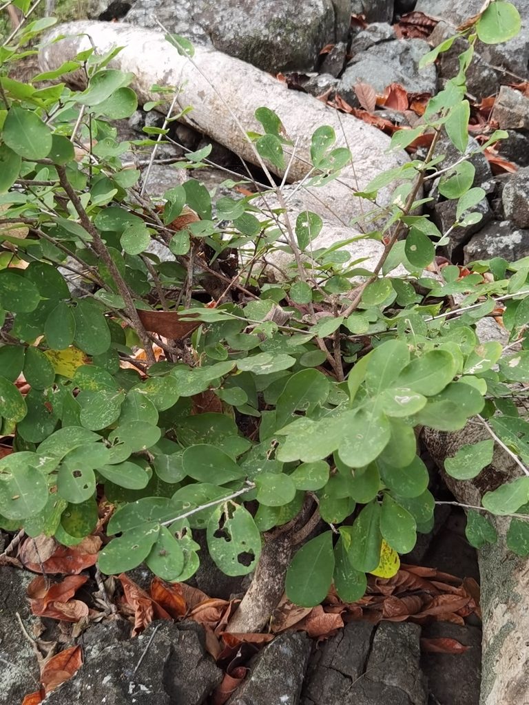 Erythroxylum havanense, photographed by Eduardo Chacón Madrigal