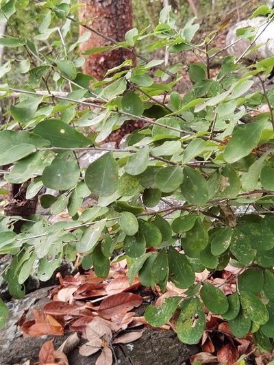 Erythroxylum havanense, photographed by Eduardo Chacón Madrigal