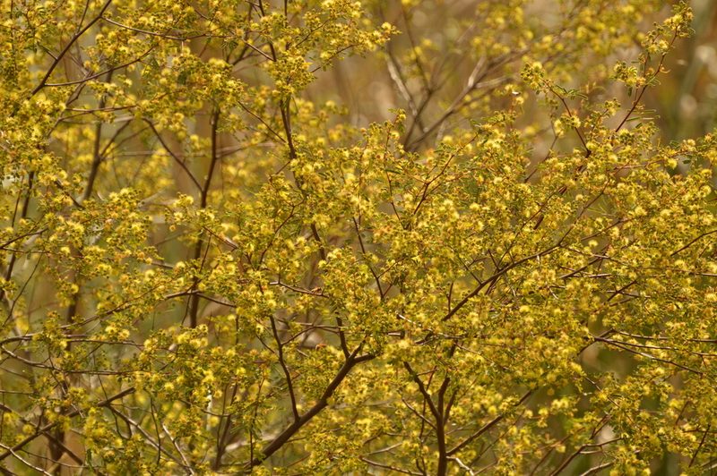 Mimosa bonplandii, photographed by Andrea Gantzer