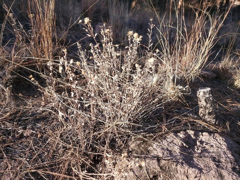 Heterotheca zionensis, photographed by Craig Martin