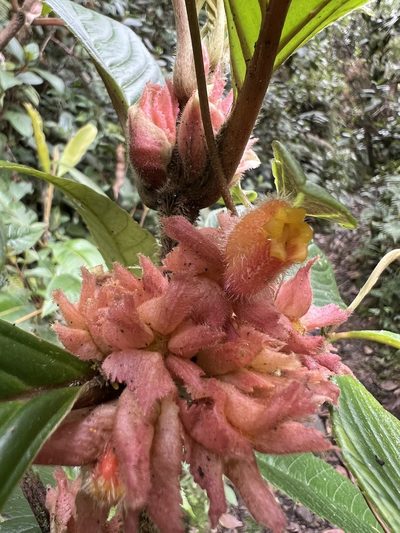 Glossoloma ichthyoderma, photographed by Nicolás Baresch Uribe