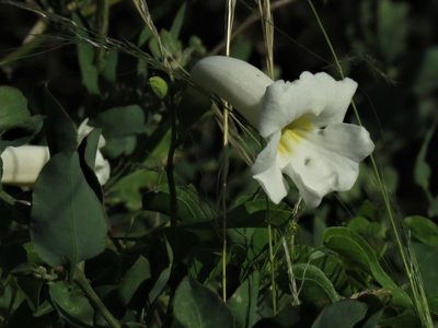Amphilophium carolinae, photographed by Gustavo Puente