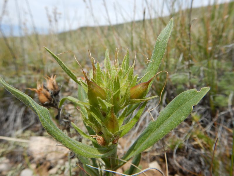 Penstemon eriantherus, photographed by Matt Lavin