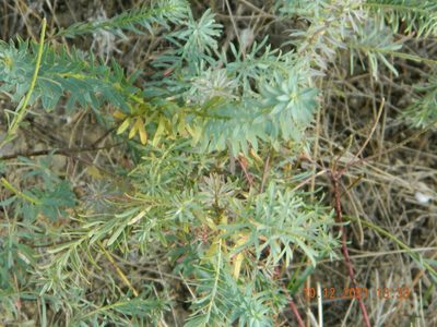 Euphorbia seguieriana, photographed by Galyna Mykytynets