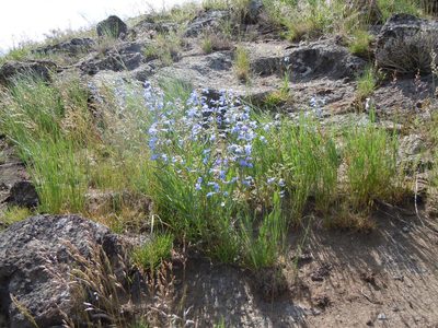 Penstemon radicosus, photographed by Matt Lavin