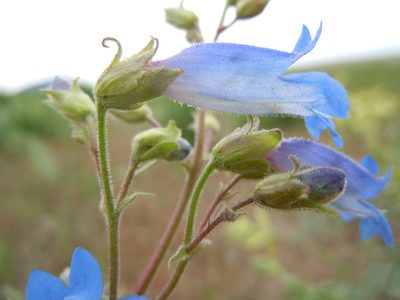 Penstemon radicosus, photographed by Matt Lavin