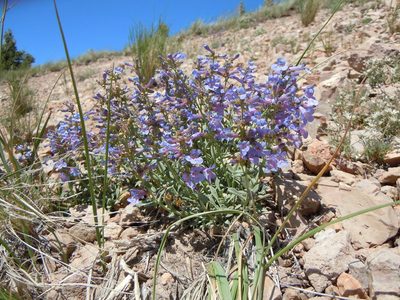 Penstemon radicosus, photographed by Matt Lavin
