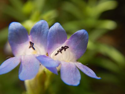 Penstemon radicosus, photographed by Matt Lavin
