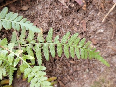 Asplenium bradleyi, photographed by Elias