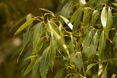 Ocotea acutifolia, photographed by Andrea Gantzer