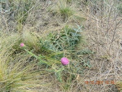 Carduus uncinatus, photographed by Galyna Mykytynets