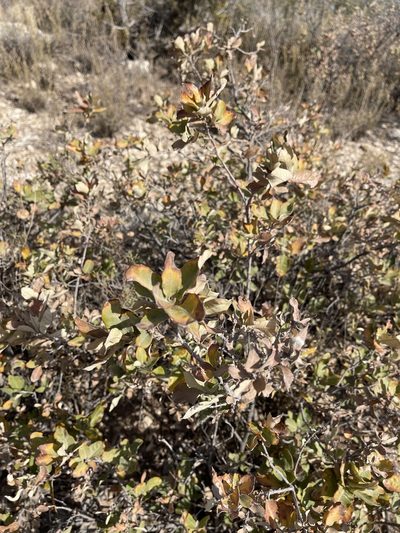 Quercus mohriana, photographed by CK2AZ