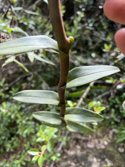 Epidendrum scytocladium, photographed by Nicolás Baresch Uribe