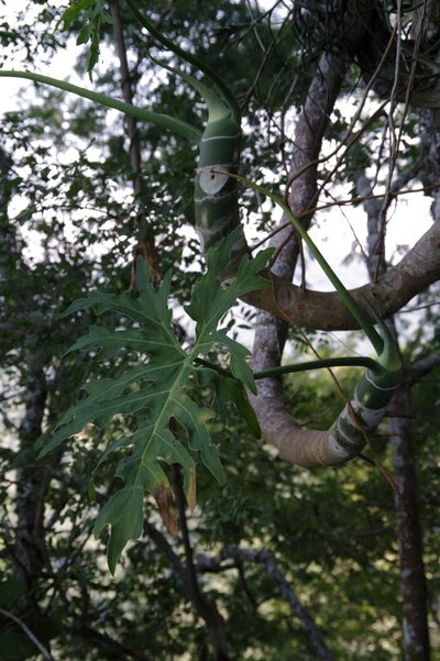 Philodendron warszewiczii, photographed by Eric Knight