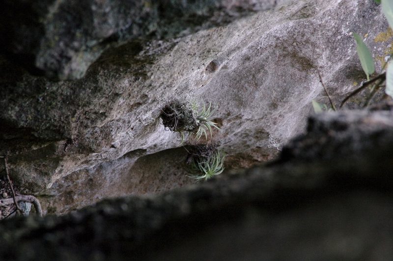 Tillandsia ionantha, photographed by Eric Knight