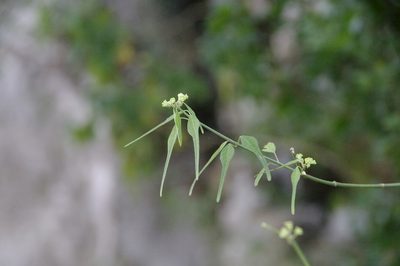 Euphorbia cymosa, photographed by Eric Knight