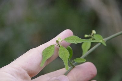 Euphorbia cymosa, photographed by Eric Knight
