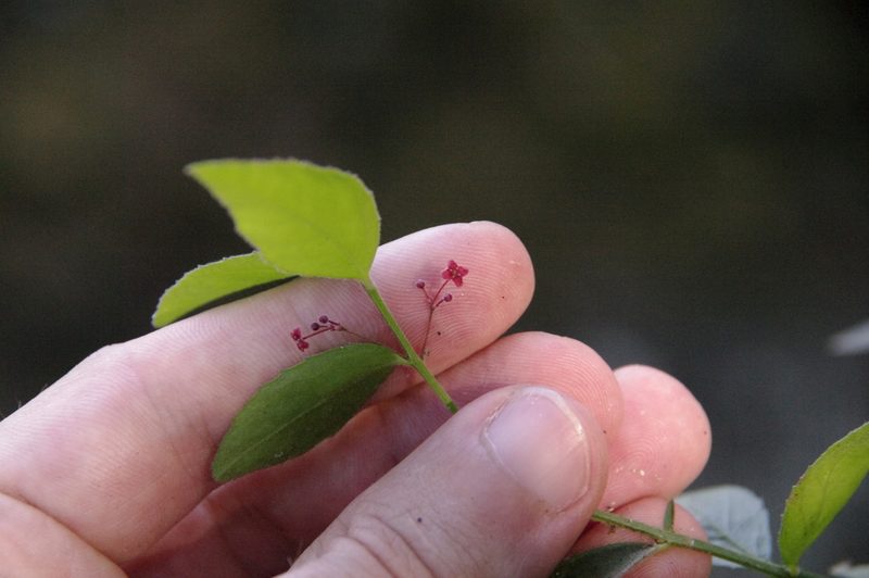Crossopetalum uragoga, photographed by Eric Knight