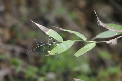 Lasiacis nigra, photographed by Eric Knight