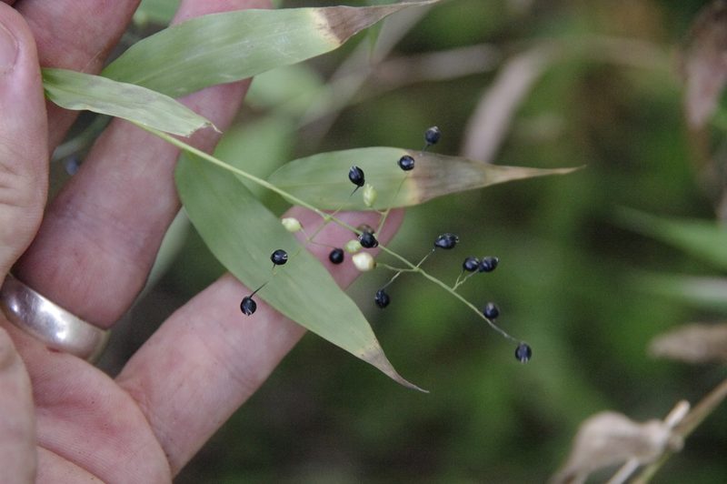 Lasiacis nigra, photographed by Eric Knight