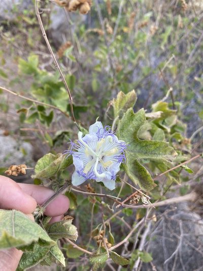 Passiflora arizonica, photographed by Luis Fernando Valdez Ojeda