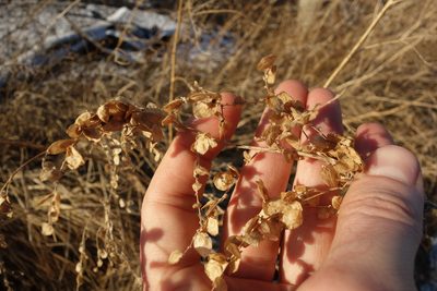 Atriplex sagittata, photographed by Aleksei Baushev