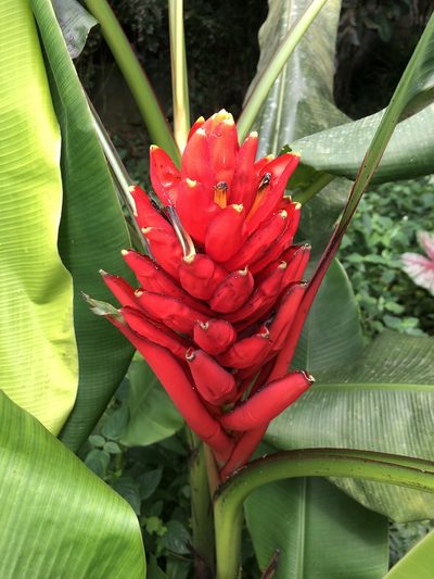 Musa coccinea, photographed by Skjold Søndergaard