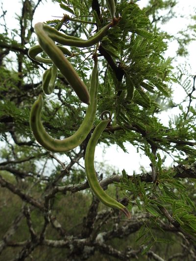 Vachellia astringens, photographed by patriciabenitez
