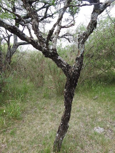 Vachellia astringens, photographed by patriciabenitez