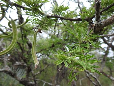 Vachellia astringens, photographed by patriciabenitez