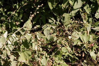 Abutilon trisulcatum
