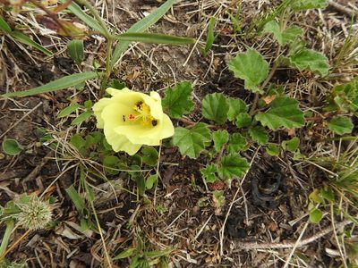 Cienfuegosia sulphurea, photographed by patriciabenitez