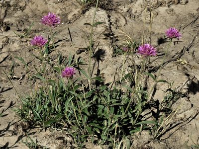 Gomphrena pulchella, photographed by Gustavo Puente